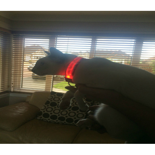 Coleira de LED para cachorro e gato Melhor preço, loja, compras