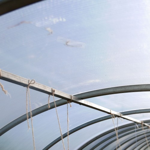 Polytunnel seen from inside: the clear patch on the film against the sky
