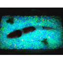 Areia de vidro luminescente que brilha no escuro - 1/2 mm